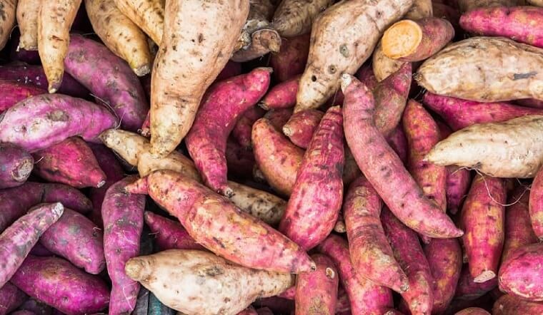 cap-nhat-gia-khoai-lang-nhat-gia-khoai-lang-tim-moi-nhat-2022-202204140735250247-1688118159.jpg