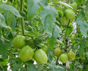 tomato-1689070948.jpg