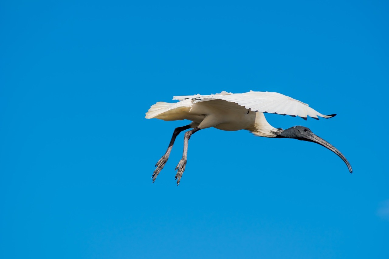 ibis-2158293-1280-1694763902.jpg