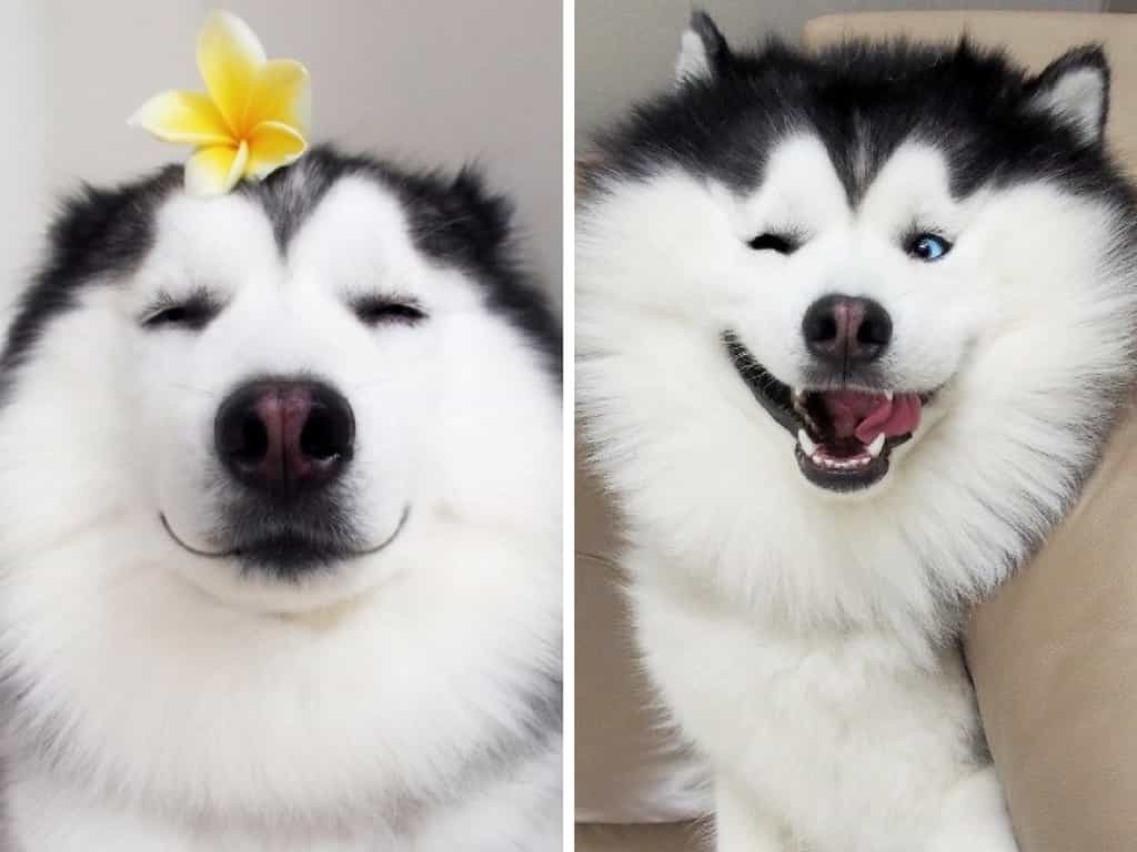 maru-petit-chien-husky-instagram-sans-pression-1694763903.jpg