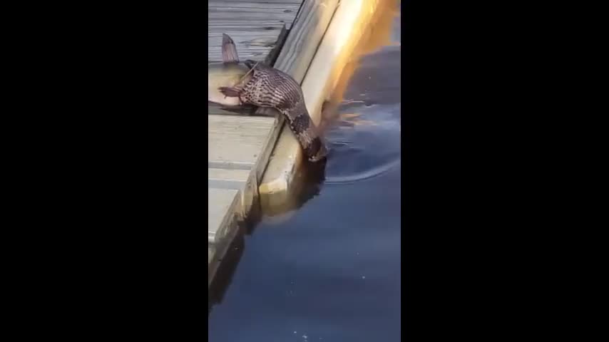 dang-di-dao-hai-vo-chong-bat-ngo-bat-gap-canh-tuong-noi-da-ga-tap-chi-nguoi-dua-tin-1697164097.mp4