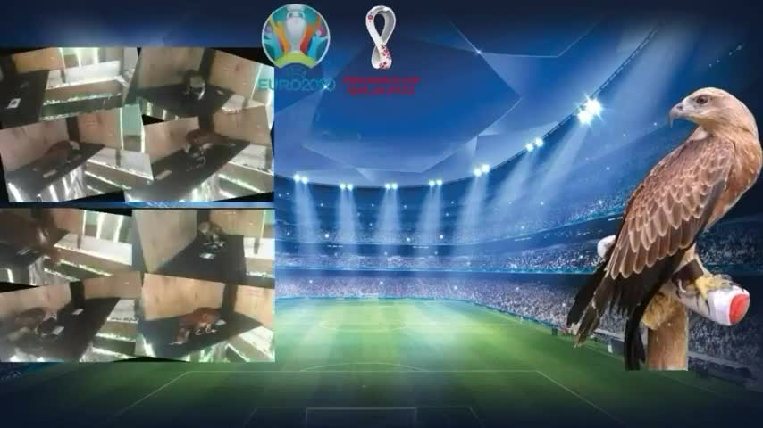 du-doan-world-cup-2022-ti-so-tran-xu-wales-vs-iran-voi-tien-tri-meo-480p-1669359604.mp4