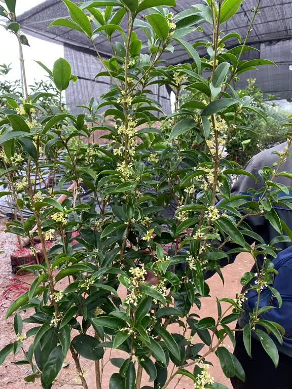 phan-biet-moc-huong-ta-va-moc-huong-tau-1681874109.mp4