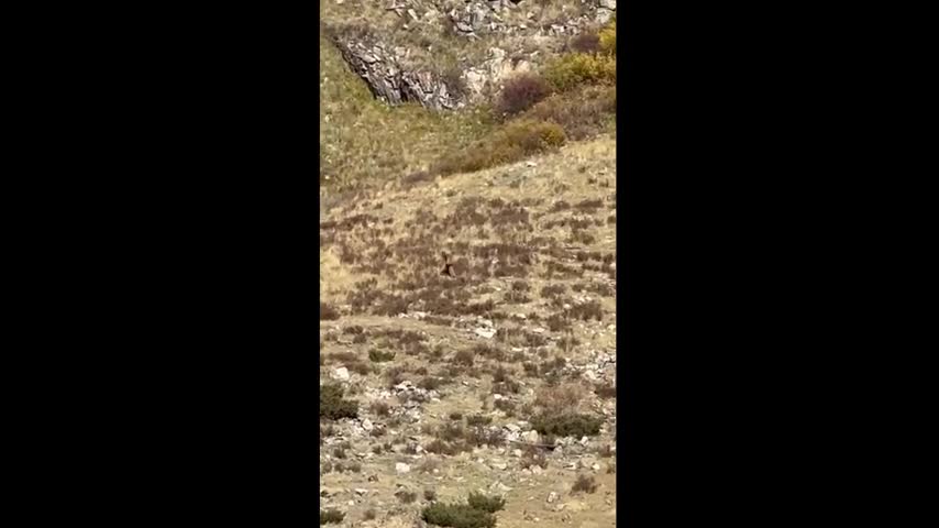 quai-vat-480p-1698031283.mp4