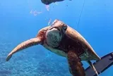 Video hơn 30.000 lượt bình luận: Rùa biển kiệt sức bơi đến cầu cứu con người giữa đại dương