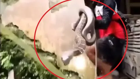 Video: Dùng tay không tóm gọn rắn hổ mang chúa khổng lồ, cô gái gây sốt mạng xã hội