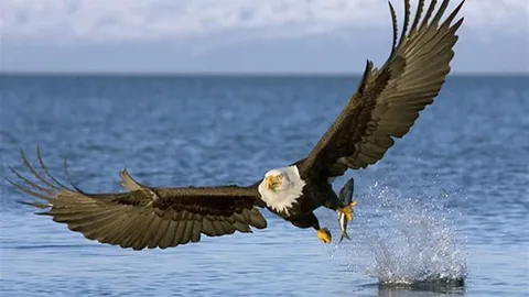 Đại bàng đầu trắng đi săn mồi: "Sát thủ" toàn diện vừa biết bay vừa biết bơi