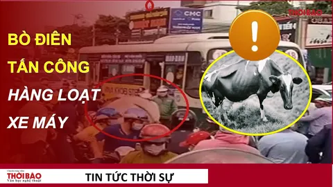 Bò điên tấn công hàng loạt xe máy ở Đồng Nai