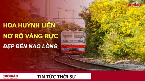 Đường tàu ở TPHCM vàng rực hoa huỳnh liên, đẹp đến nao lòng