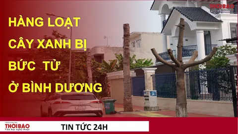 Hàng loạt cây xanh bị 'bức tử' ở Bình Dương