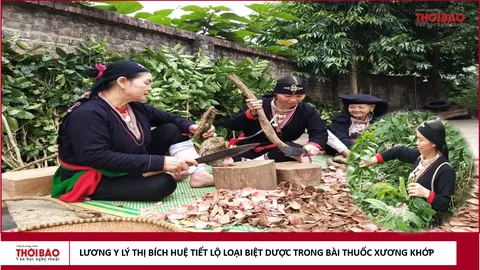 Lương y Lý Thị Bích Huệ tiết lộ loại biệt dược trong bài thuốc bí truyền đặc trị xương khớp