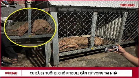 Cụ bà 82 tuổi ở Bình Dương bị chó Pitbull cắn tử vong