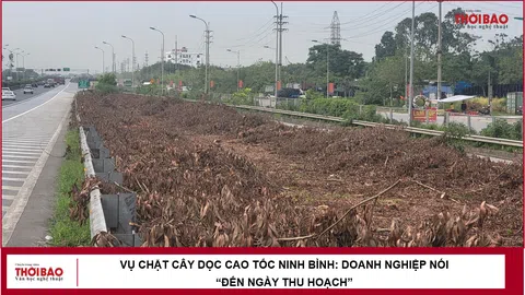 Vụ chặt cây dọc cao tốc Ninh Bình: Doanh nghiệp nói “đến ngày thu hoạch”