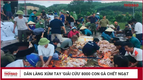 Dân làng xúm tay 'giải cứu' 8000 con gà chết ngạt