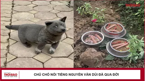 Chú chó nổi tiếng Nguyễn Văn Dúi đã qua đời