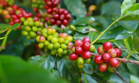 Giá cafe hôm nay 19/7: Thị trường trong nước quay đầu giảm