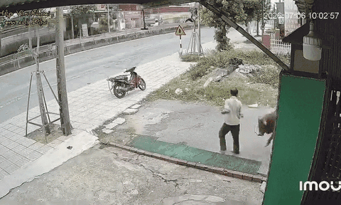 Clip: Vừa dắt bò ra cổng, người đàn ông gặp cảnh đáng sợ khiến ai xem cũng rùng mình