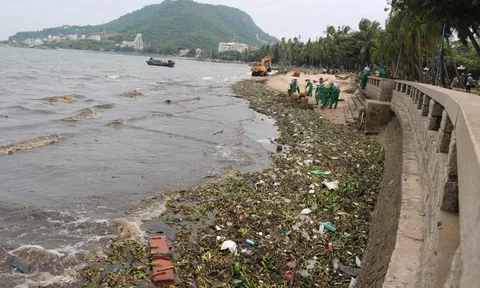 Chùm ảnh: Bèo lục bình "bủa vây" biển bãi Trước Vũng Tàu