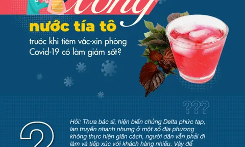 Info: Có nên uống nước tía tô trước khi tiêm vắc-xin phòng Covid-19?