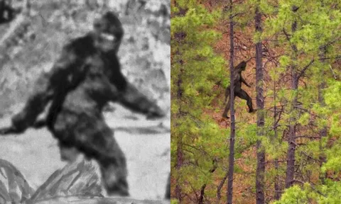 Phát hiện chấn động đầu năm 2024 về quái vật hình người huyền thoại Bigfoot