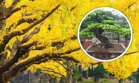 4 loại cây giúp xua tà khí, trấn trạch nhà được các chuyên gia phong thủy yêu thích