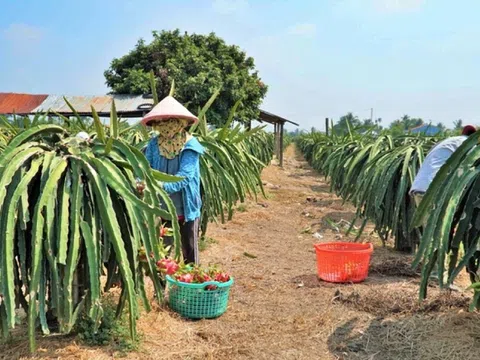 Tiền Giang, Long An: Tìm giải pháp khi nông dân phá bỏ cây thanh long