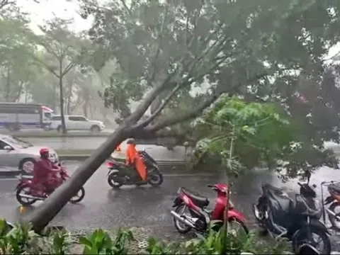 Tp.HCM: Mưa lớn cây xanh ngã đổ liên tục, Sở Xây dựng nêu giải pháp