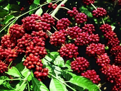 Giá cà phê hôm nay 24/6: Thị trường trong nước bất ngờ giảm mạnh