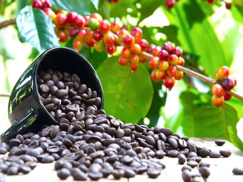 Giá cafe hôm nay 28/6: Thị trường trong nước duy trì sức tăng