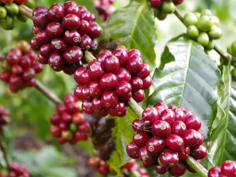 Giá cafe hôm nay 29/6: Thị trường trong nước quay đầu giảm 900 đ/kg