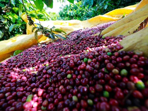 Giá cafe hôm nay 1/7: Hai sàn lớn tiếp tục đà giảm