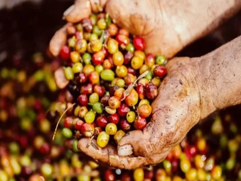Giá cafe hôm nay 3/7: Thị trường trong nước có khởi sắc