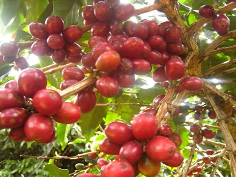 Giá cafe hôm nay 2/7: Thị trường trong nước tiếp tục giảm sâu