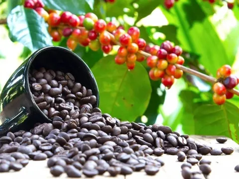 Giá cafe hôm nay 8/7: Thị trường trong nước bất ngờ quay đầu tăng mạnh gần 2000 đ/kg