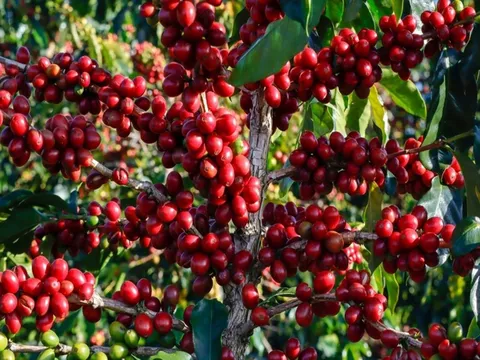 Giá cafe hôm nay 9/7: Thị trường trong nước tăng mạnh