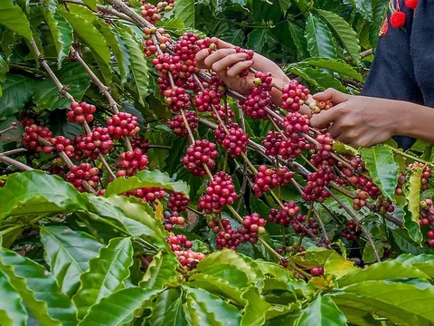 Giá cafe hôm nay 10/7: Thị trường trong nước có khởi sắc