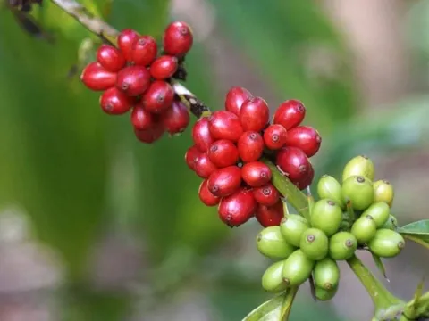 Giá cafe hôm nay 12/7: Thị trường trong nước tiếp tục giảm 100 đ/kg