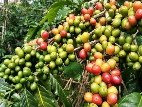 Giá cafe hôm nay 13/7: Thị trường trong nước tiếp tục giảm mạnh