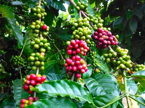 Giá cafe hôm nay 14/7: Tiếp tục xu hướng giảm