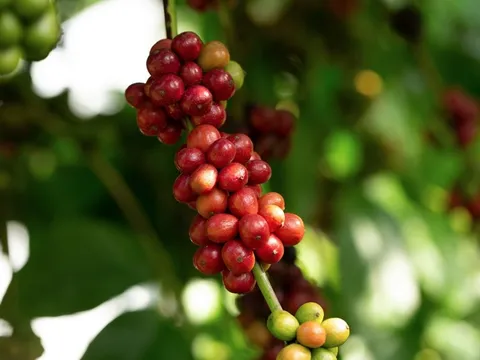 Giá cafe hôm nay 15/7: Hai sàn đồng loạt tăng mạnh