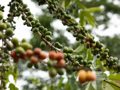 Giá cafe hôm nay 16/7: Quay đầu tăng giá