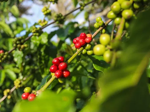 Giá cafe hôm nay 17/7: Thị trường trong nước tiếp tục đà tăng
