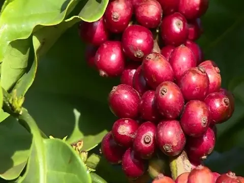 Giá cafe hôm nay 18/7: Thị trường trong nước tiếp tục tăng