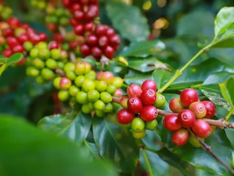 Giá cafe hôm nay 19/7: Thị trường trong nước quay đầu giảm