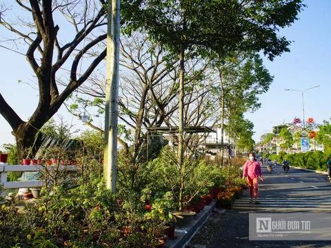 Lâm Đồng: Thị trường hoa Tết trầm lắng ngày cuối năm