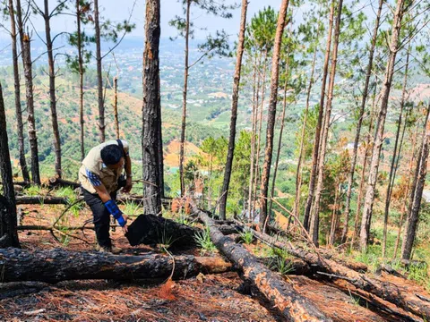 Lâm Đồng: Rừng thông bị đốn hạ, đốt cháy phi tang để chiếm đất rừng