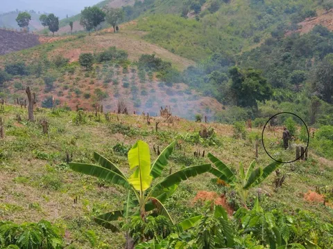 Làm rõ vụ hơn 70ha rừng tại Đắk Lắk bị phá