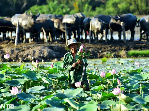 Lão nông 40 năm chăn trâu quanh những tòa cao ốc chọc trời ở Sài Gòn