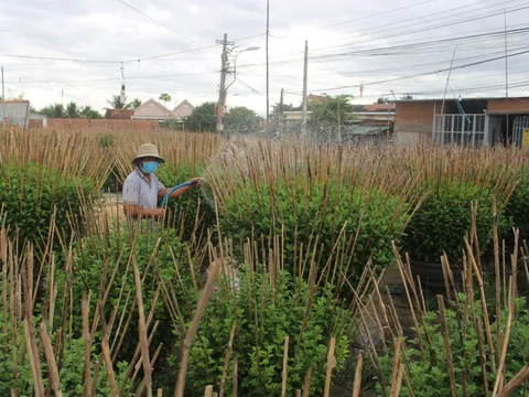 Nhọc nhằn mùa hoa Tết ở làng cúc trứ danh