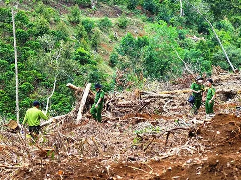 Lâm Đồng: Lý do thu hồi hơn 104ha đất của doanh nghiệp